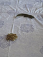 /album/25-3-2026-vodne-zivocichy/img-20260325-wa0035-jpg/