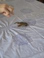 /album/25-3-2026-vodne-zivocichy/img-20260325-wa0036-jpg/